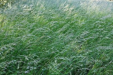 《合金装备3：重制版》多人模式确定不支持跨平台联机